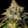 семена конопли интернете Bruce Banner feminised Ganja Seeds