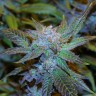 семена конопли наложенным платежом Green House Thai feminised Ganja Seeds