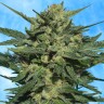 заказать качественные семена конопли Auto White Russian feminised Ganja Live Seeds