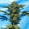 заказать на сайте семена конопли Auto White Russian feminised Ganja Live Seeds