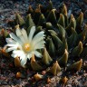 Кактус Ariocarpus trigonus