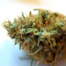 CBDivine feminised GanjaLiveSeeds купить недорого