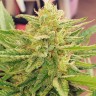 CBDivine feminised GanjaLiveSeeds купить в Украине