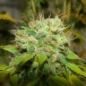 семена конопли Украина Auto Super Mazar feminised Ganja Seeds
