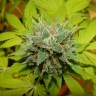 семена индийской конопли Auto Super Mazar feminised Ganja Seeds