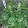 семена конопли Украина Auto White Widow feminised Ganja Live Seeds