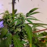 семена конопли марихуаны Auto White Widow feminised Ganja Live Seeds