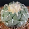 Семечки кактусов Ariocarpus MIX
