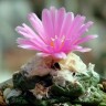 Качественные семечки кактусов Ariocarpus MIX