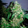 семена конопли Auto Critical Kush feminised в интернет мегезане Ganja Seeds