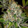 семена конопли Do-Si-Dos feminised Ganja Seeds