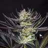 купить семена конопли Do-Si-Dos feminised Ganja Seeds