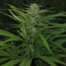 Семена конопли в Украине  Afghan Haze feminised Ganja Seeds