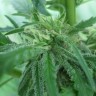 Фотопериодные семена конопли  Afghan Haze feminised Ganja Seeds