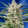 семена каннабиса Auto Crystal Candy feminised GanjaLiveSeeds
