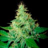 Auto Royal Haze feminised Ganja Seeds семена марихуаны