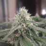 заказать семена конопли Afghan feminised