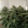 заказать качественные семена конопли Afghan feminised