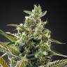 семена конопли интернет магазин Auto Super Lemon Haze CBD feminised Ganja Live Seeds