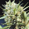 автоцветущие семена конопли Auto Super Lemon Haze CBD feminised Ganja Live Seeds