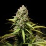 семена конопли f1 в оригинальной упаковке Auto Super Lemon Haze CBD feminised Ganja Live Seeds