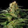 Качественные семена California Hash Plant feminised Ganja Seeds