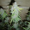 фотопериодные сорта конопли Blue Mango feminised Ganja Seeds