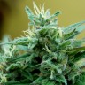 феминизированные сорта конопли Blue Mango feminised Ganja Seeds