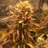 Качественные семена марихуаны Auto Brooklyn Sunrise feminised Ganja Seeds