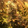 Недорогие семена конопли Auto Brooklyn Sunrise feminised Ganja Seeds