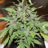 Автоцветы Auto Lemon Skunk feminised GanjaLiveSeeds