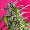  Indigo Berry Kush feminised Ganja Seeds в интернет магазине