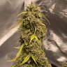 сайт семян конопли Gorilla Glue feminised Ganja Seeds