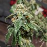 где купить семена конопли Gorilla Glue feminised Ganja Seeds