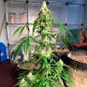 заказать семена конопли  Auto Anubis regular