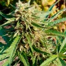 купить семена конопли  Auto Anubis regular