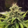 Cheese Berries feminised Ganja Seeds