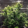 Сорт конопли Cheese Berries feminised Ganja Seeds