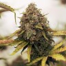 Качественные семена конопли Cheese Berries feminised Ganja Seeds