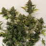 Феминизированные семена конопли Cheese Berries feminised Ganja Seeds