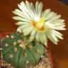 Купить семена кактусов Astrophytum asterias