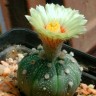 Недорогие семена Astrophytum asterias