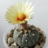качественные семена Astrophytum asterias