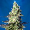 Green Poison feminised Ganja Seeds купить