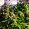 лучшие семена конопли Grapefruit CBD feminised Ganja Seeds