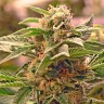 дешевые семена конопли Grapefruit CBD feminised Ganja Seeds