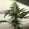Семена конопли Auto Afghan Kush feminised GanjaLiveSeeds