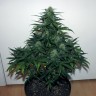Недорогие семена Auto Malana Bomb feminised GanjaLiveSeeds