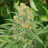 семена конопли наложенным платежом Green Crack feminised Ganja Seeds
