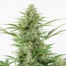 семена конопли Киев AK 49 feminised Ganja Live Seeds